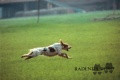 Setter Anglais RADENTIS BORG Setter Anglais RADENTIS BORG